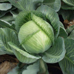 Капуста білоголова Мандарин F1 /2.500 шт/ *Clause*