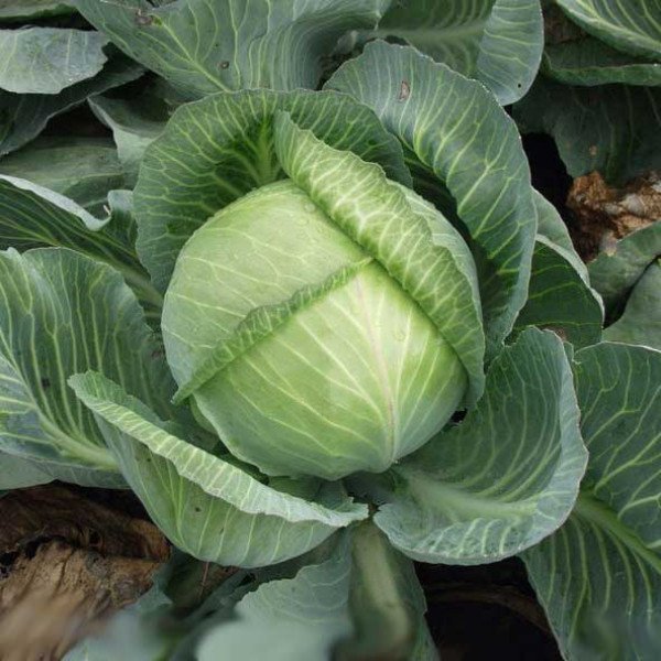 Семена капусты белокочанной Мандарин F1 /2.500 шт/ *Clause*