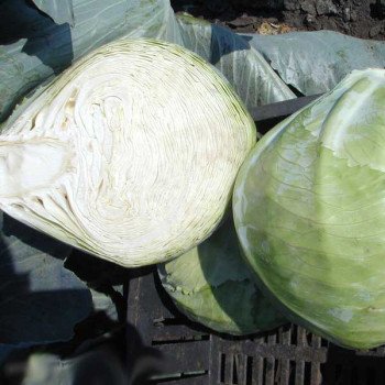 Капуста белокочанная Мандарин F1 /10.000 шт/ *Clause*