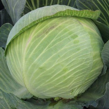 Капуста белокочанная Гигант F1 /2.500 шт/ *Clause*