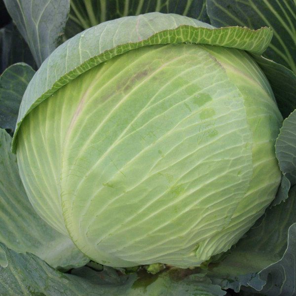 Семена капусты белокочанной Гигант F1 /2.500 шт/ *Clause*