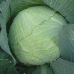 Капуста белокочанная Скиф F1 /2.500 шт/ *Clause*