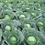 Капуста білоголова Скіф F1 /10.000 шт/ *Clause*