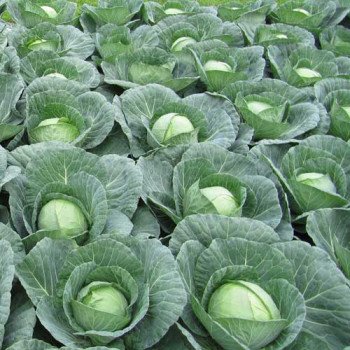 Капуста білоголова Скіф F1 /10.000 шт/ *Clause*