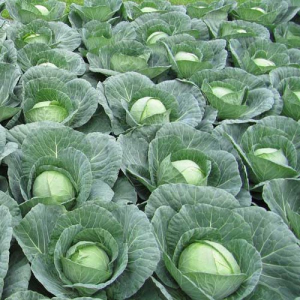 Насіння капусти білоголової Скіф F1 /10.000 шт/ *Clause*