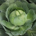 Капуста белокочанная Каунт F1 /2.500 шт/ *Clause*