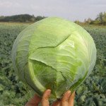 Капуста білоголова Каунт F1 /10.000 шт/ *Clause*