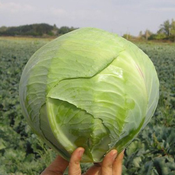 Насіння білокачанної капусти Каунт F1 /10.000 шт/ *Clause*