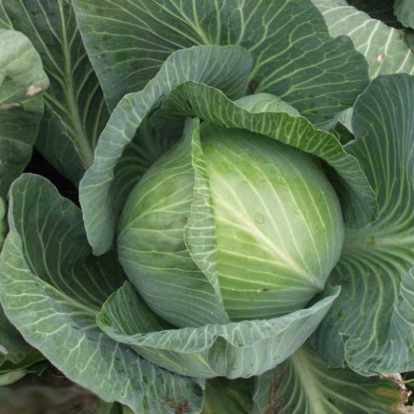 Насіння білоголової капусти Марабу F1 /2.500 шт/ *Clause*