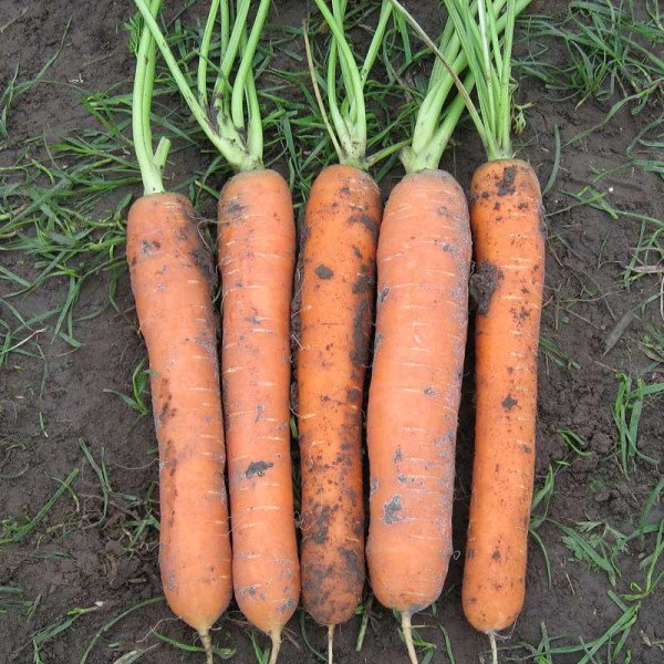 Насіння моркви Сатурно F1 /25.000 шт/ *Clause*