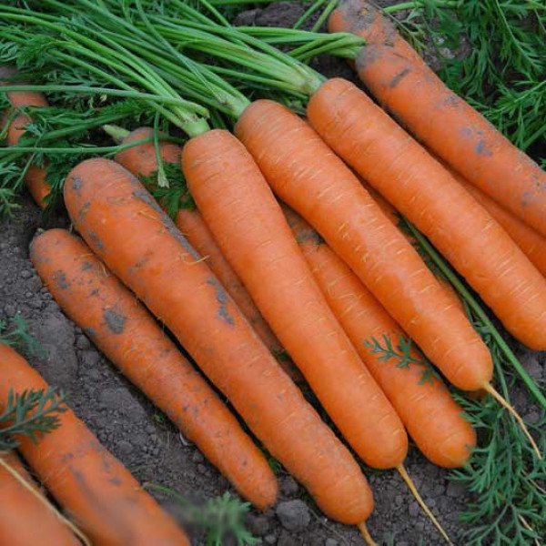 Насіння моркви Сатурно F1 /100.000 шт/ *Clause*