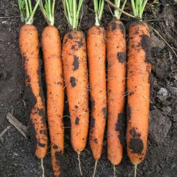 Морковь Майор F1 /25.000 шт/ *Clause*