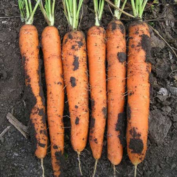 Насіння моркви Майор F1 /25.000 шт/ *Clause*