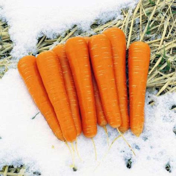 Насіння моркви Майор F1 /100.000 шт/ *Clause*