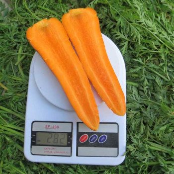 Морковь Скарла /0,5 кг семян/ *Clause*