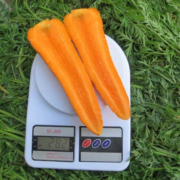 Насіння моркви Скарла /0,5 кг насіння/ *Clause*