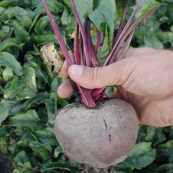 Свекла Нобол /250 г/ *Clause*