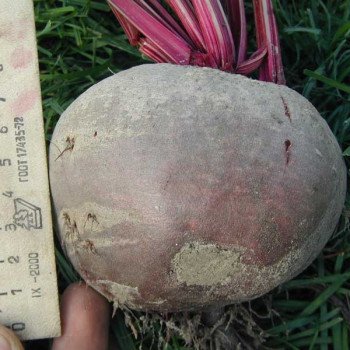 Свекла Нобол /1 кг семян/ *Clause*