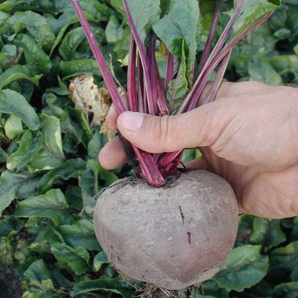 Семена свеклы Нобол /5 кг семян/ *Clause*