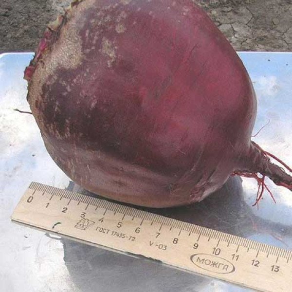 Семена свеклы Детройт /250 г/ *Clause*