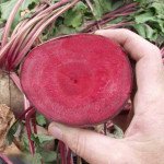 Буряк Детройт /1 кг насіння/ *Clause *