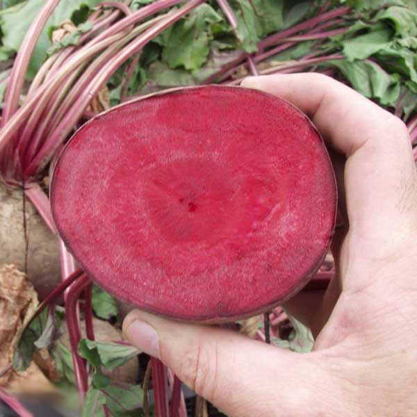 Семена свеклы Детройт /1 кг семян/ *Clause*