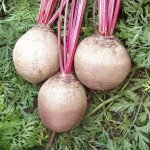 Свекла Детройт /5 кг семян/ *Clause*