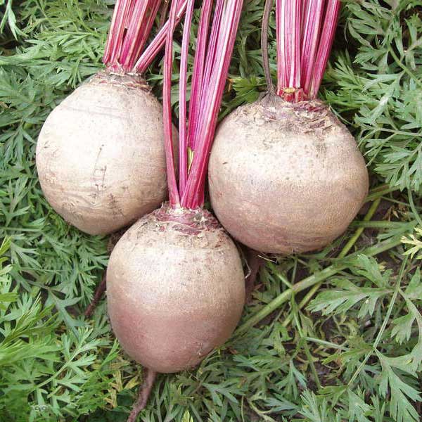 Семена свеклы Детройт /5 кг семян/ *Clause*