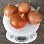 Лук Испаньол /0,5 кг семян/ *Clause*