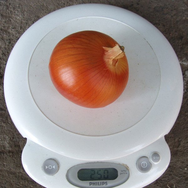 Семена лука Испаньол /5 кг семян/ *Clause*