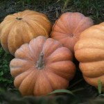 Тыква Мускат Де Прованс /100 г/ *Clause*