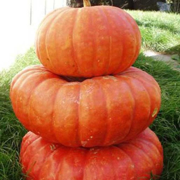 Семена тыквы Руж Виф Де Тамп /100 г/ *Clause*