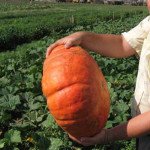 Тыква Руж Виф Де Тамп /0,5 кг семян/ *Clause*