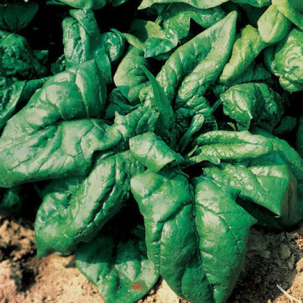 Насіння шпинату Лагос /250 г/ *Clause*