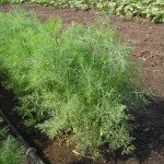 Кріп Ділл /50 г/ *Clause*