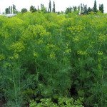 Кріп Ділл /0,5 кг насіння/ *Clause*