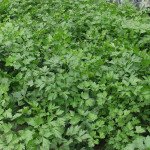 Петрушка Гігант Де Італія // Clause