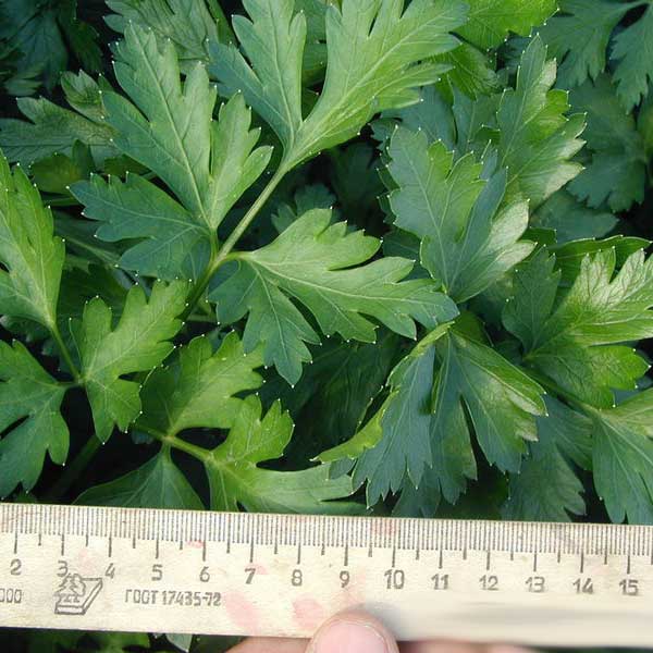 Насіння петрушки Новас /100 г/ Clause