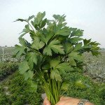 Петрушка Новас /250 г/ * Clause *