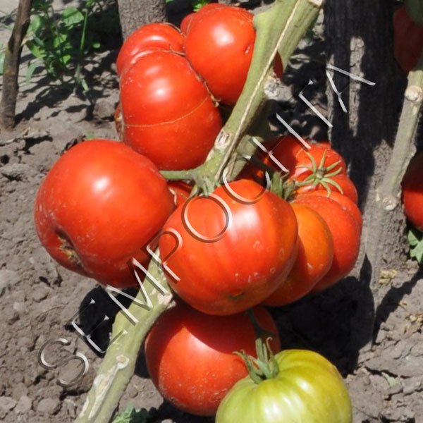 Томат Гігант Жар /20 насінин/ *Приватна колекція*
