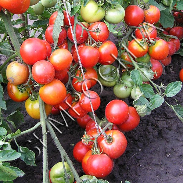 Томат Дарина /20 насінин/ *Приватна колекція*