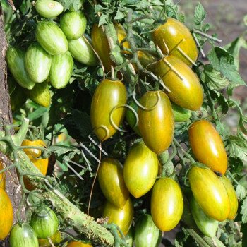 Томат Зелений Тигр (Green Tiger) /20 насінин/ *Приватна колекція*