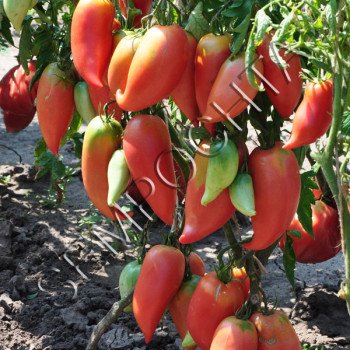 Томат Корейський Довгоплідний /20 насінин/ *Приватна колекція*