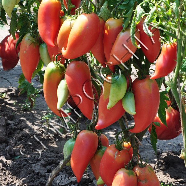 Томат Корейський Довгоплідний /20 насінин/ *Приватна колекція*