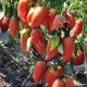 Томат Корейський Довгоплідний /20 насінин/ *Приватна колекція*
