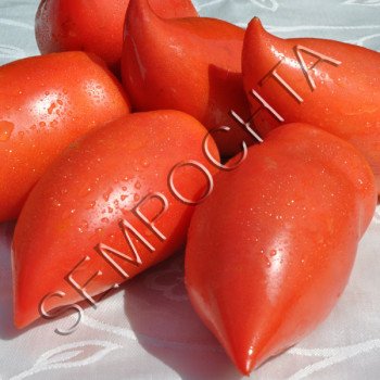 Томат Корейський Довгоплідний /20 насінин/ *Приватна колекція*