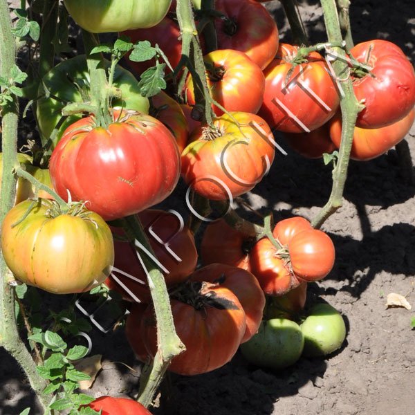 Томат Мексика (Mexico) /20 насінин/ *Приватна колекція*