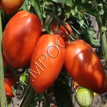 Томат Огромная Слива /20 семян/ *Частная коллекция*