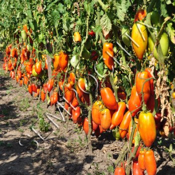 Томат Сан Марцано Гігант 3 (San Marzano Gigante 3) /20 насінин/ *Приватна колекція*