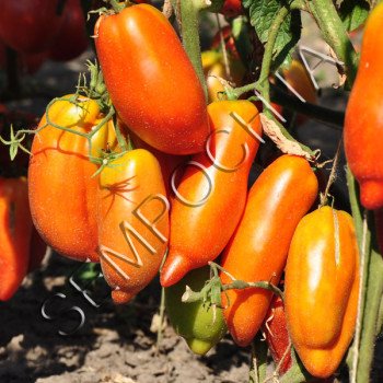 Томат Сан Марцано Гігант 3 (San Marzano Gigante 3) /20 насінин/ *Приватна колекція*